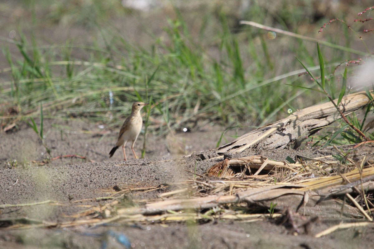 ub. piplerke (Anthus sp.) - ML609248100