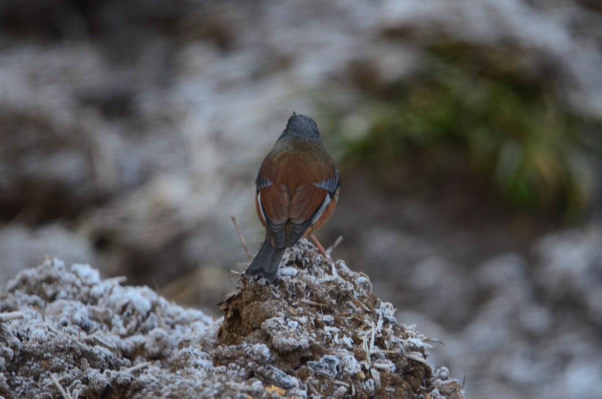 Maroon-backed Accentor - Satyajit Roy