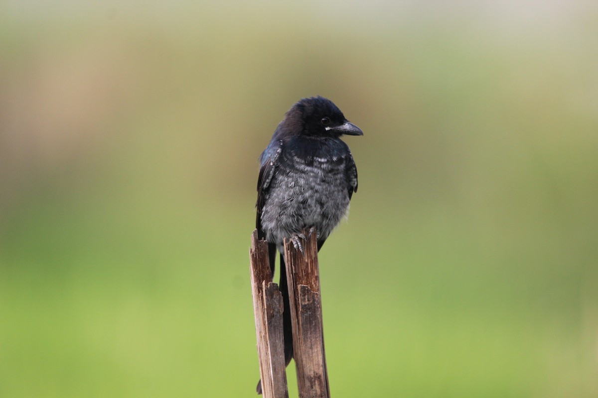 Black Drongo - ML609248126