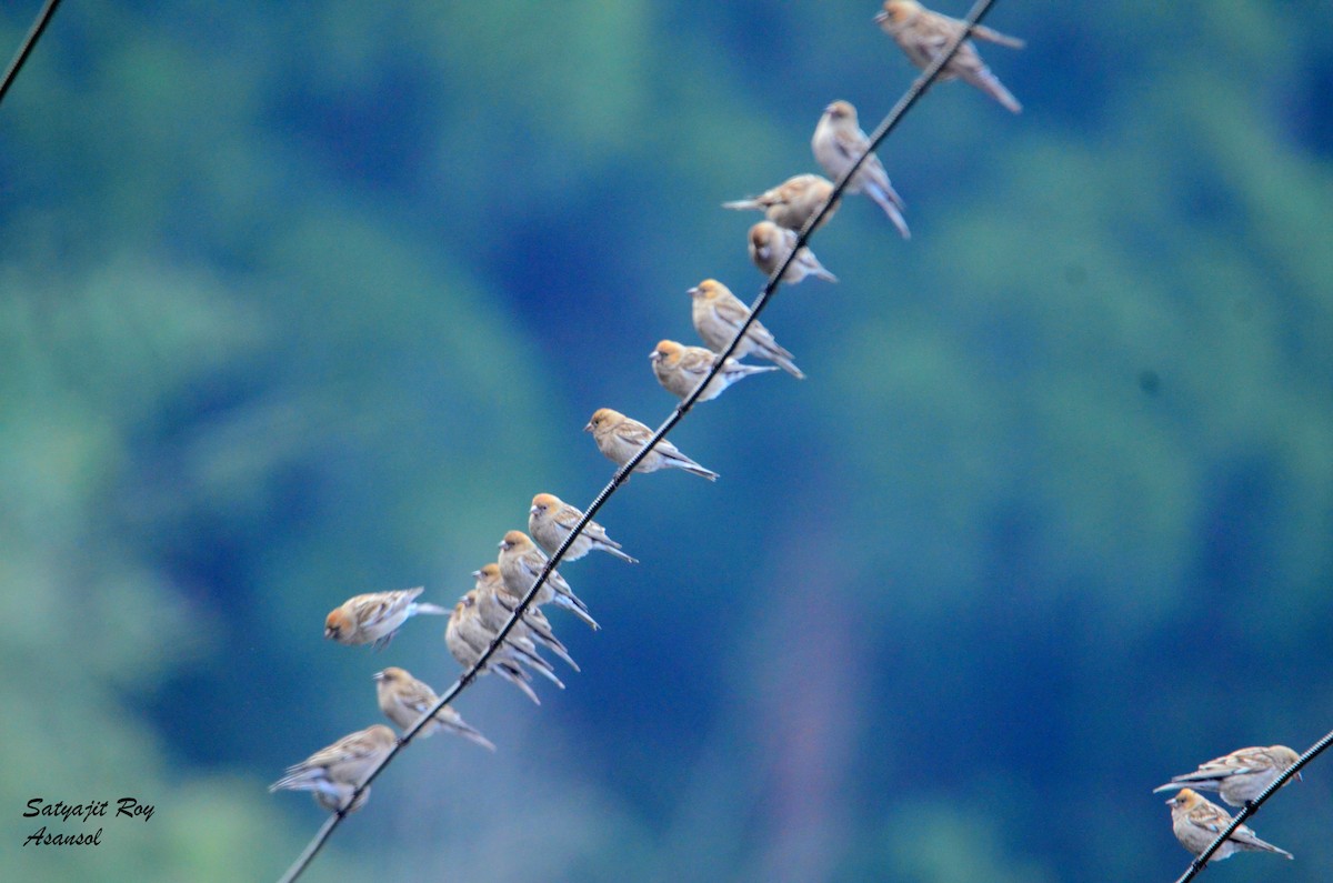 Plain Mountain Finch - ML609248127