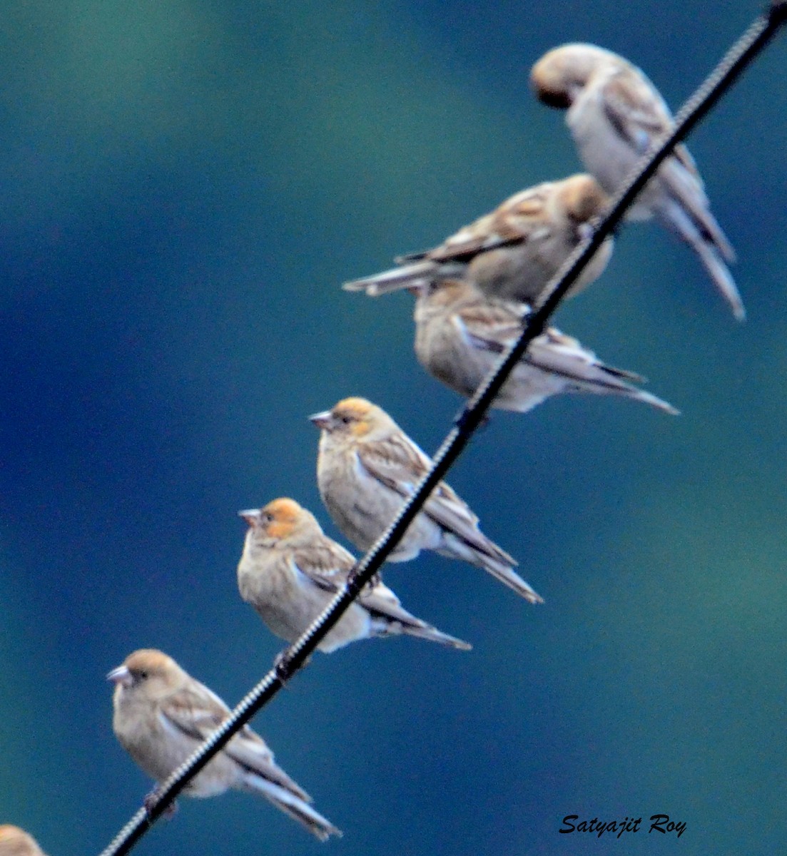 Plain Mountain Finch - ML609248139