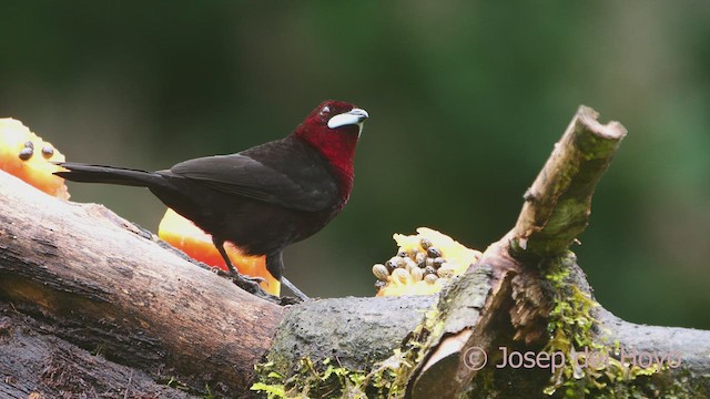 Silver-beaked Tanager - ML609248272