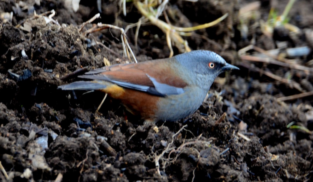 Maroon-backed Accentor - ML609248293