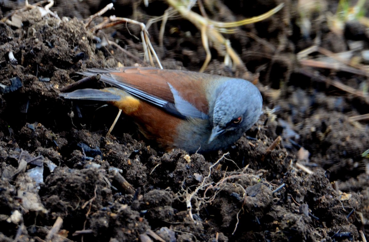 Maroon-backed Accentor - ML609248297