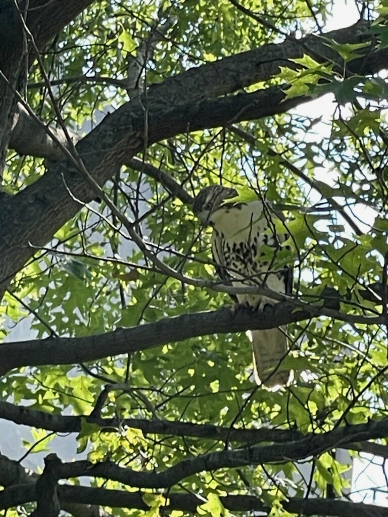 Red-tailed Hawk - ML609248308