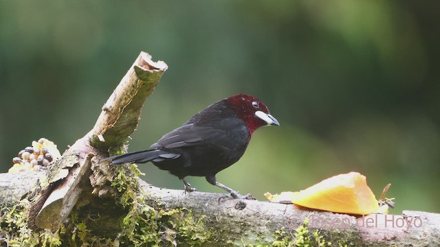 Silver-beaked Tanager - ML609248389