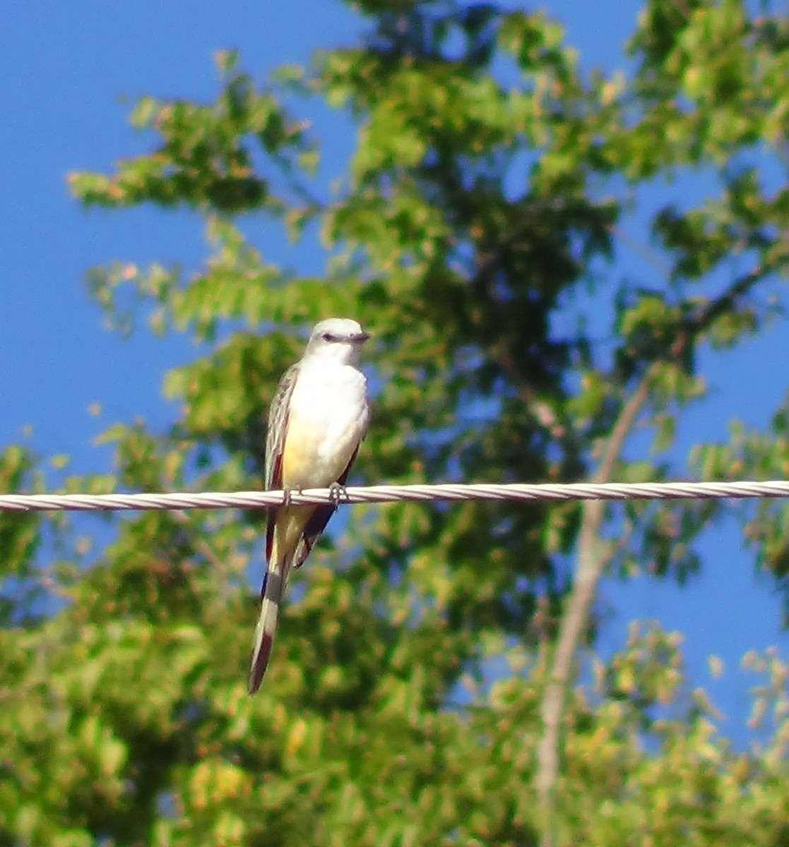 Scissor-tailed Flycatcher - ML609248401