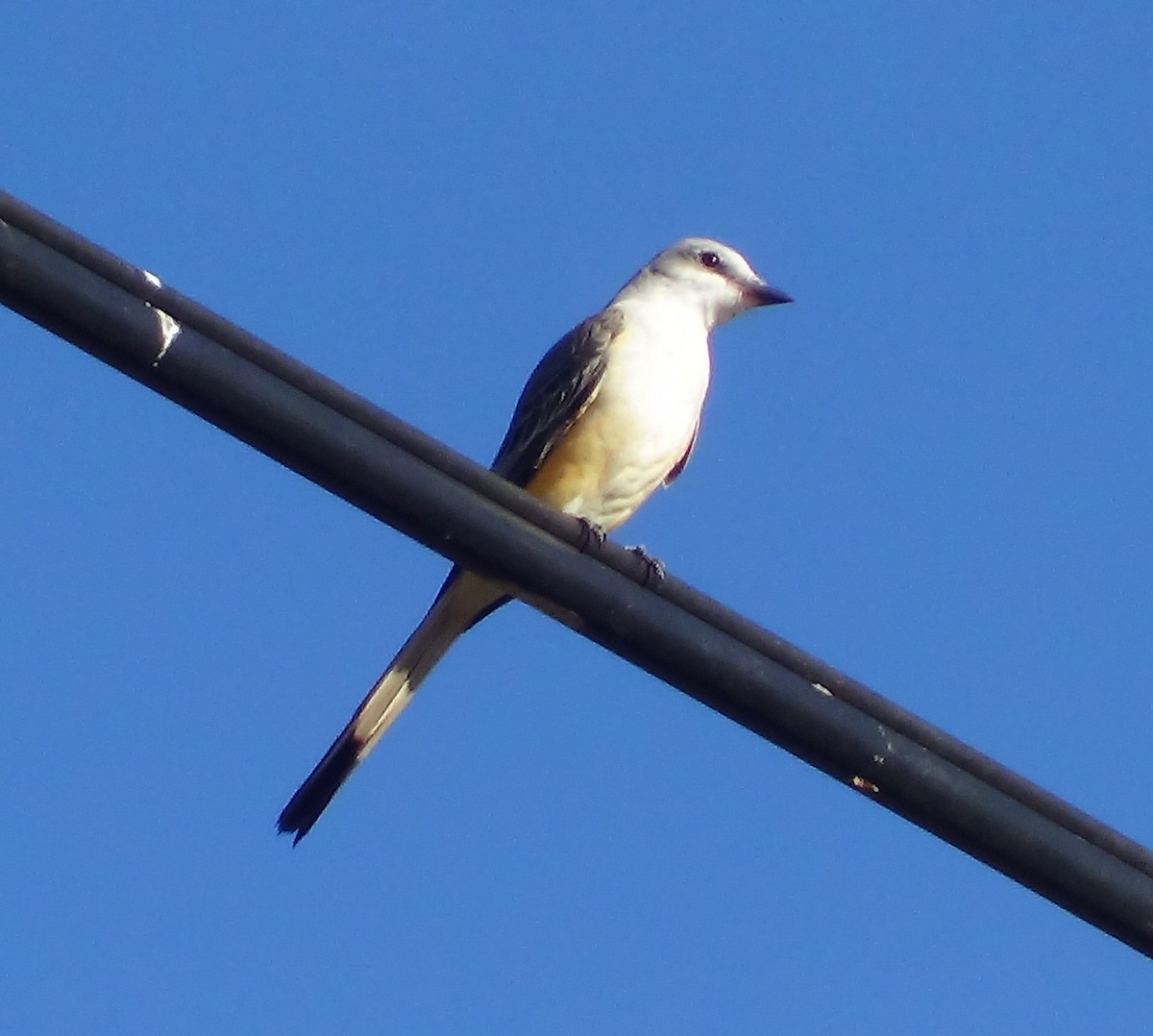 Scissor-tailed Flycatcher - ML609248413