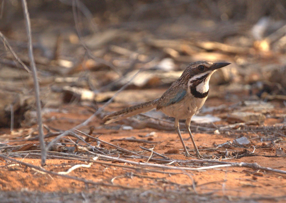 Long-tailed Ground-Roller - ML609248431