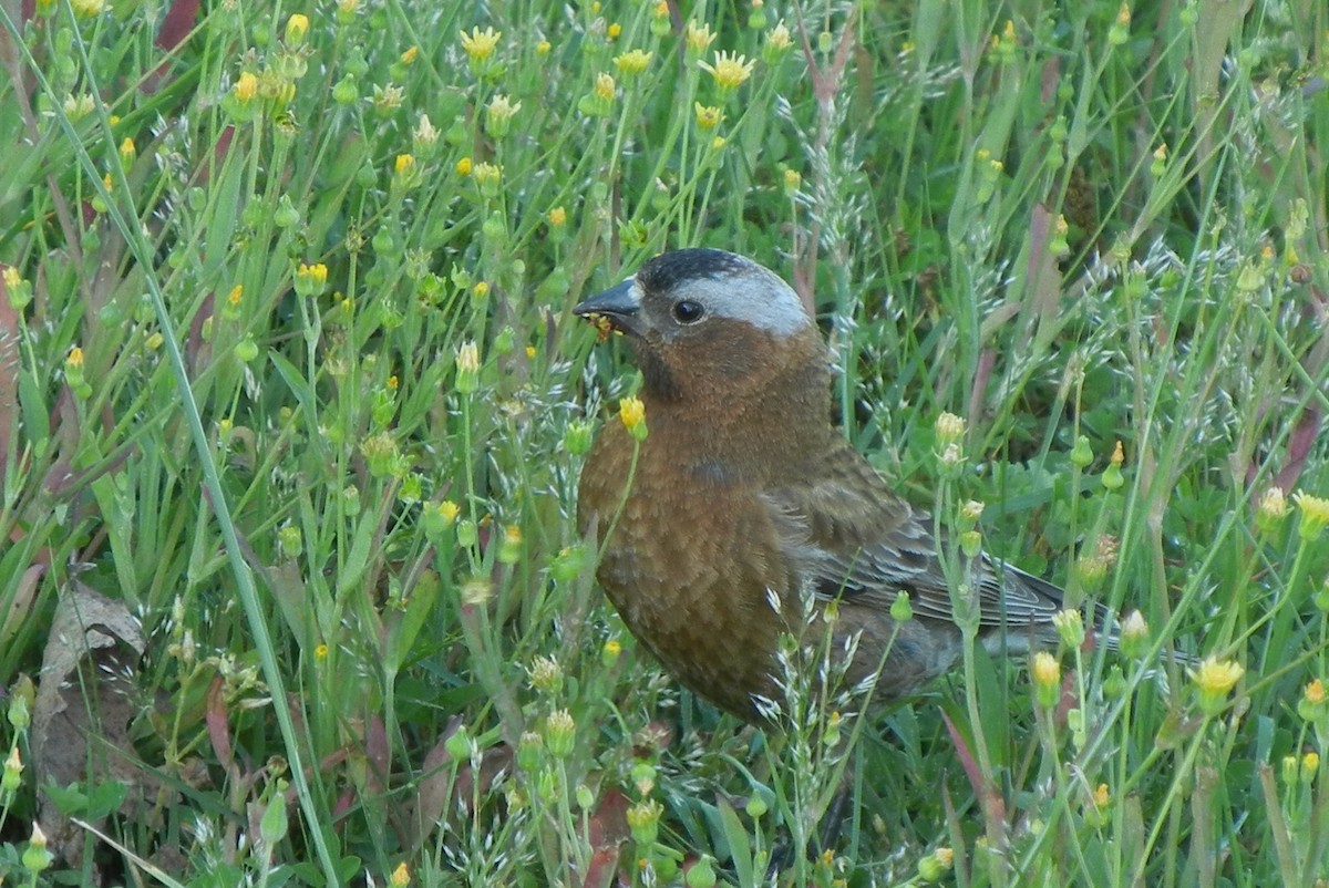 Gray-crowned Rosy-Finch - Joe Neal