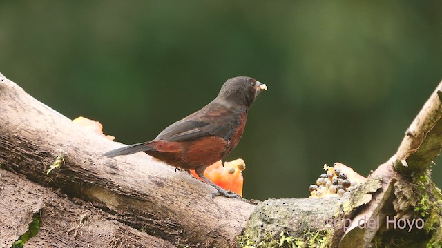 Silver-beaked Tanager - ML609248489