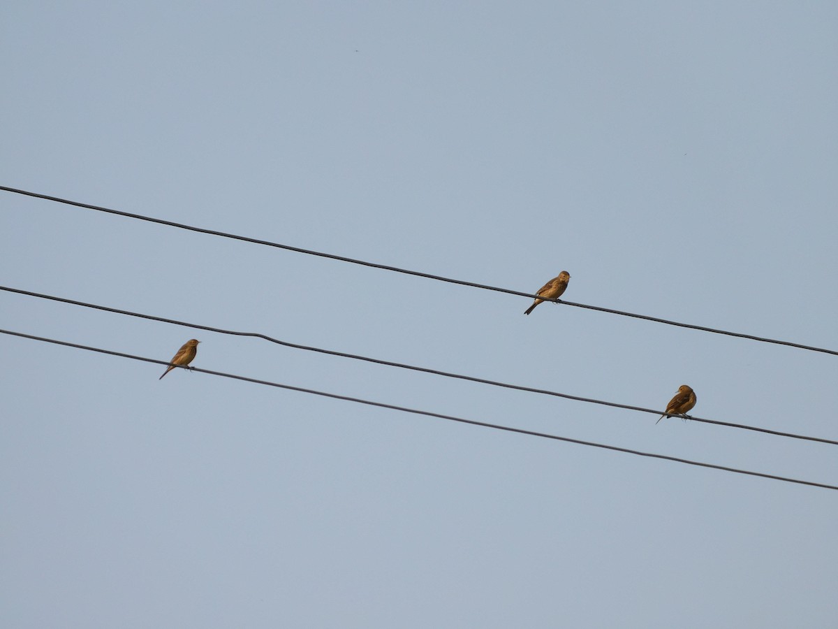 American Pipit - ML609248493