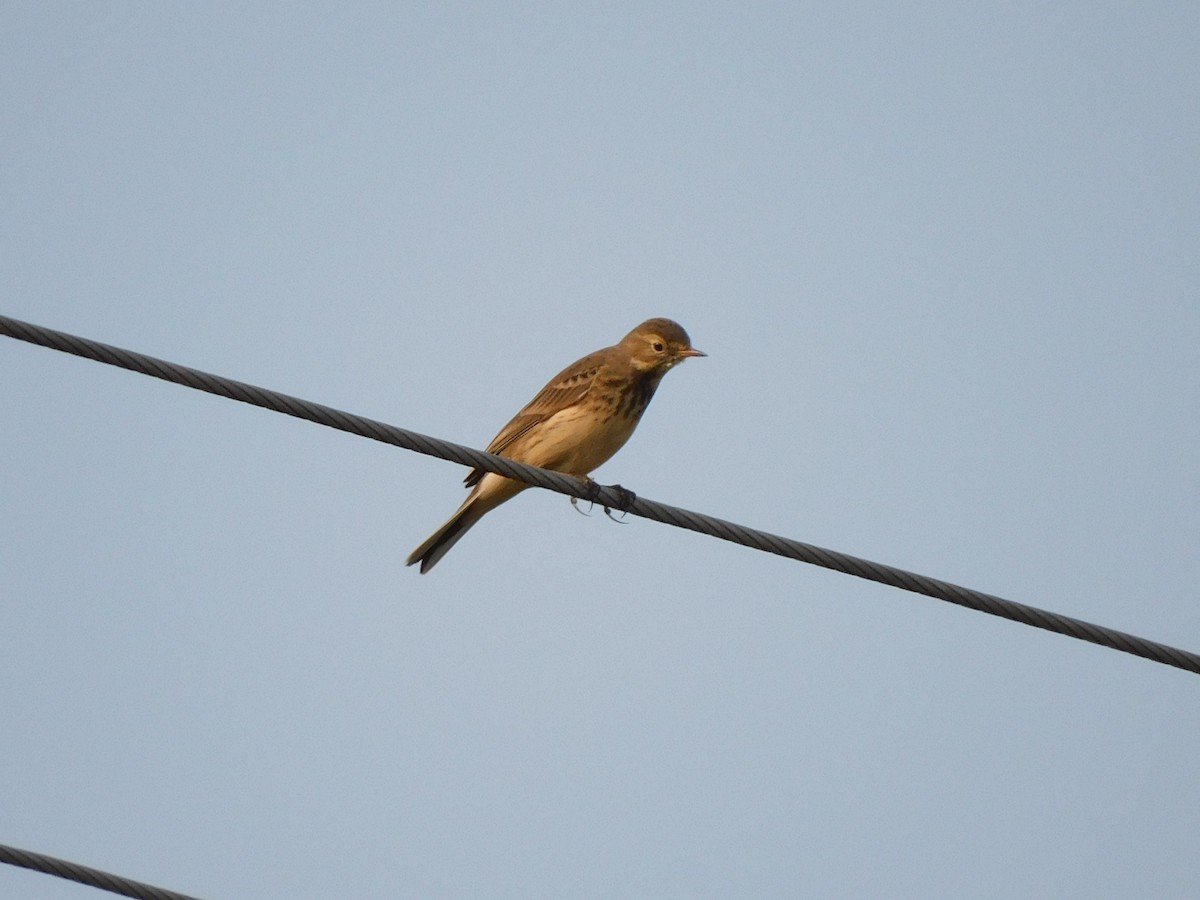 American Pipit - ML609248501