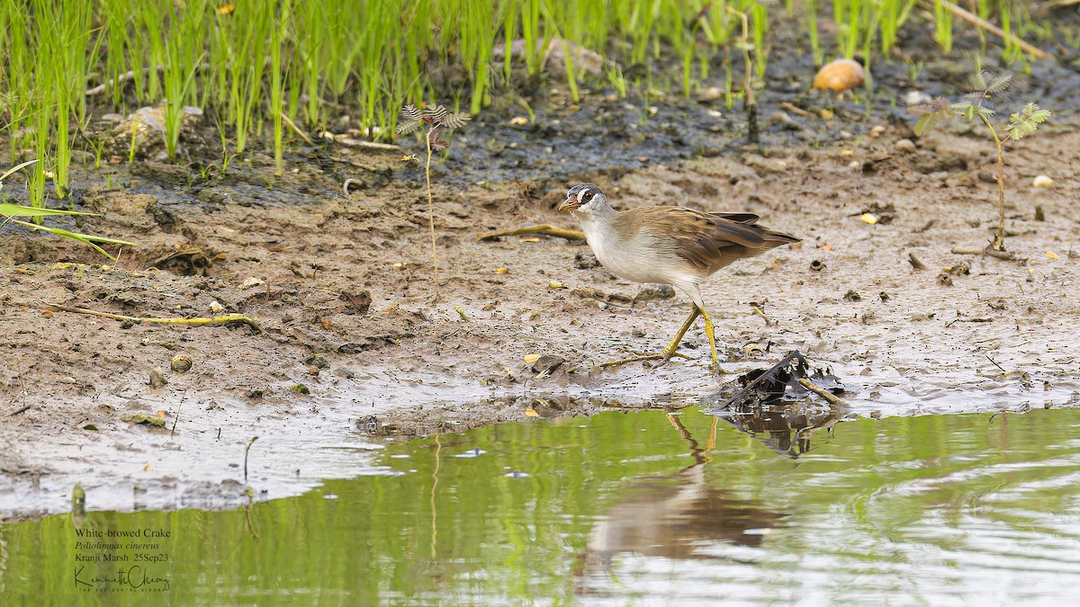 White-browed Crake - ML609248522