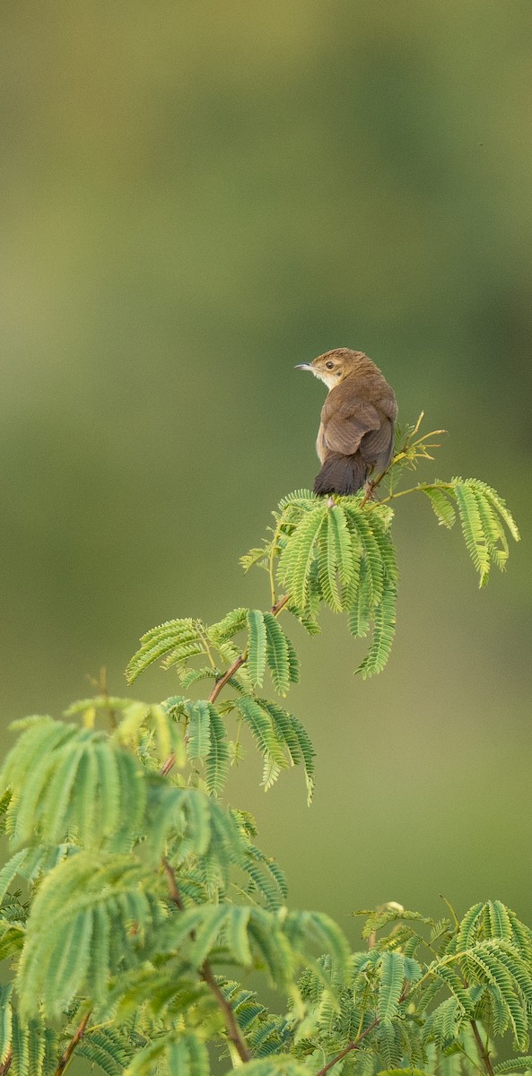 Broad-tailed Grassbird - ML609248663