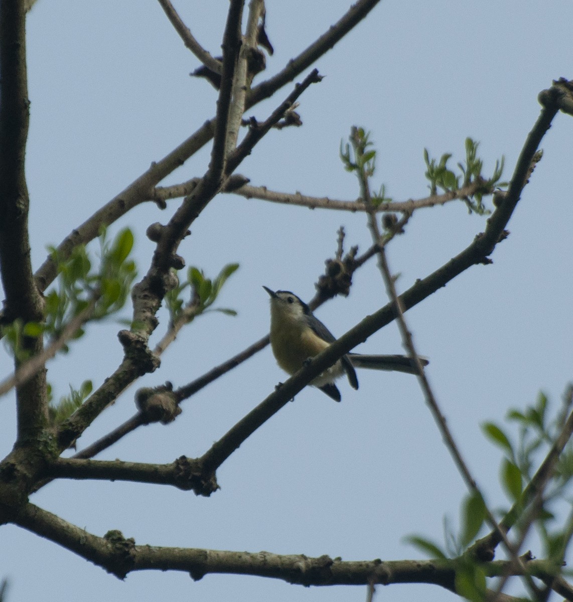 Creamy-bellied Gnatcatcher - ML609248712