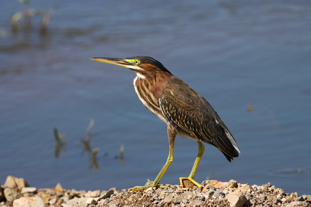 Green Heron - ML609248781