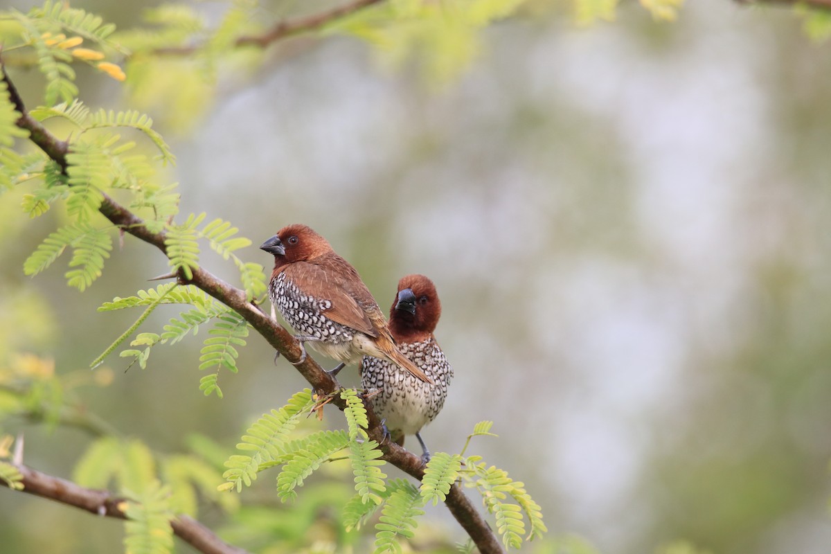 Scaly-breasted Munia - ML609248890