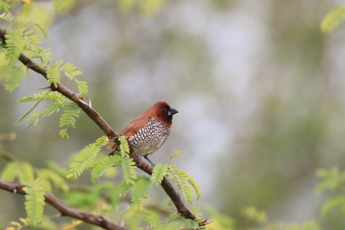 Scaly-breasted Munia - Praveen H N