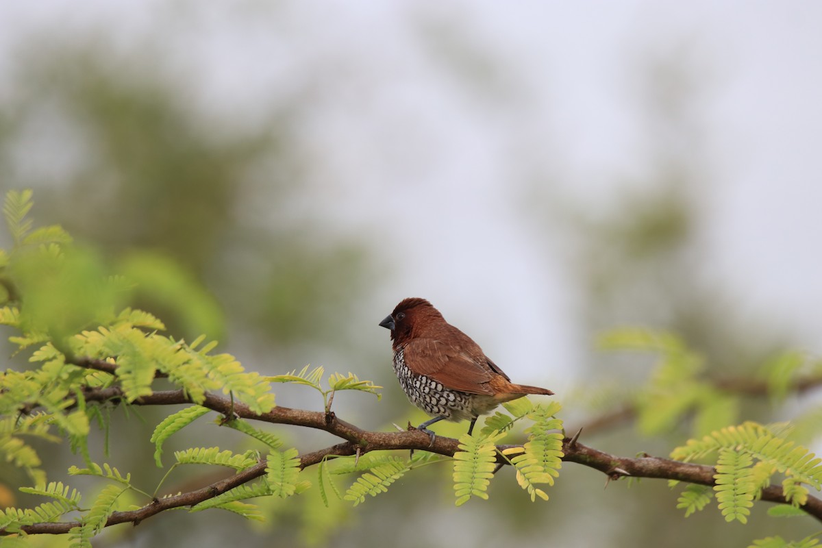 Scaly-breasted Munia - Praveen H N