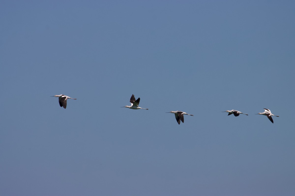 American Avocet - John van Dort