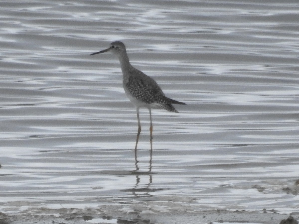 Greater Yellowlegs - ML609248967