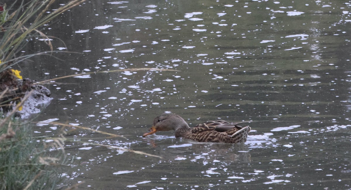 Stockente - ML609249015