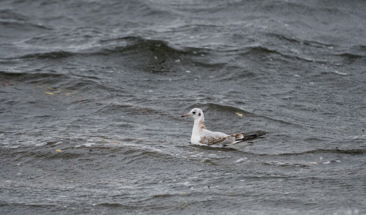 Black-headed Gull - ML609249170