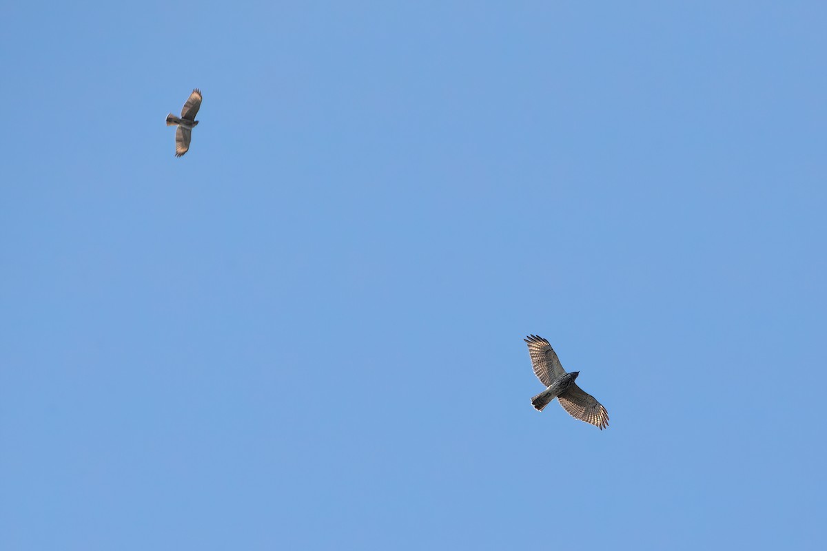 Red-shouldered Hawk - ML609249299