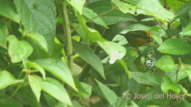Golden Tanager (pulchra Group) - ML609249453