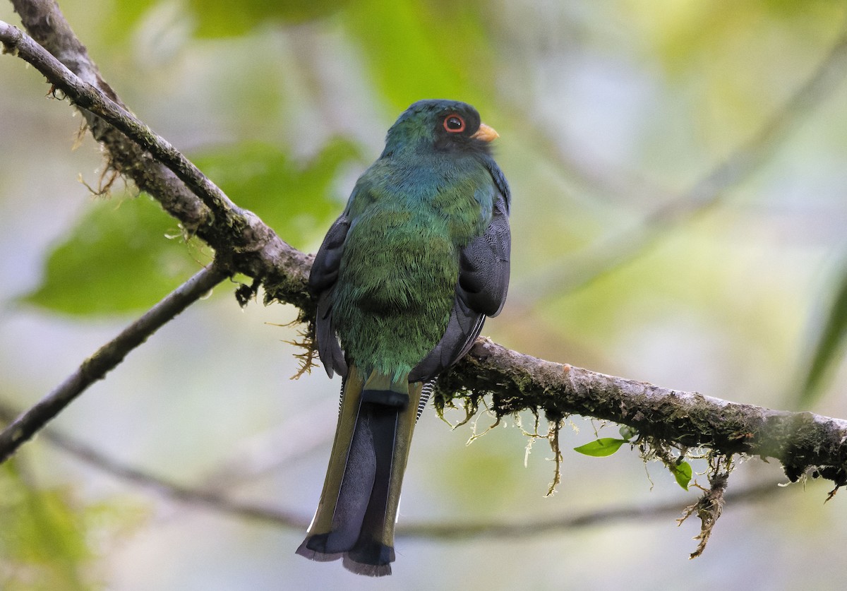 Collared Trogon (Collared) - ML609249685