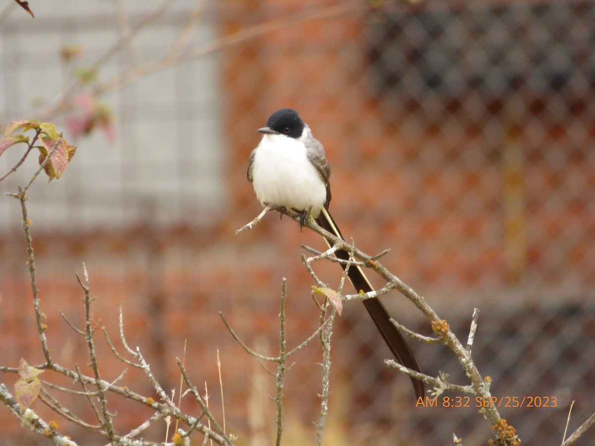 Fork-tailed Flycatcher - Xavier Iñiguez Vela