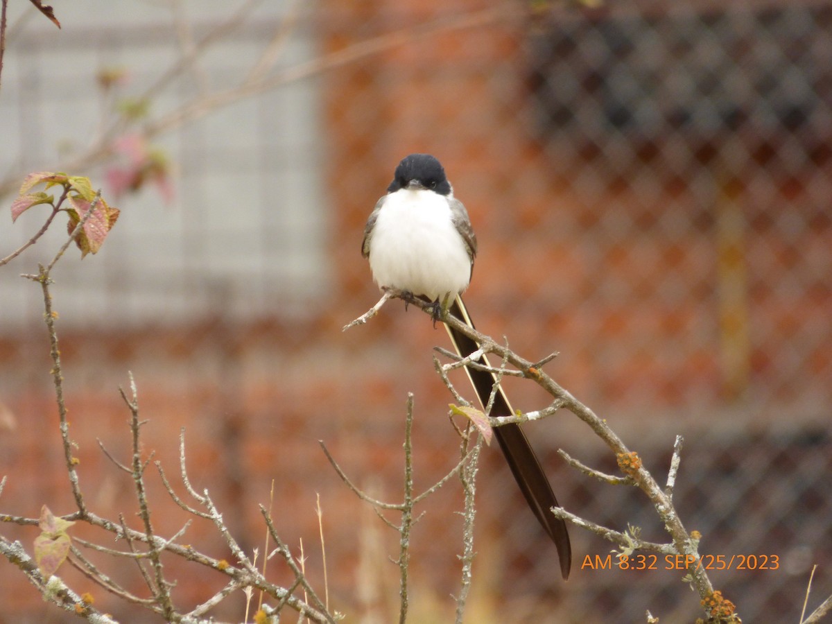 Fork-tailed Flycatcher - ML609249733