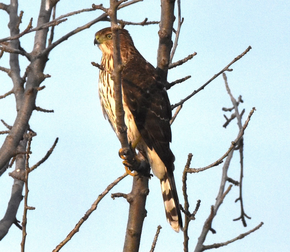 Cooper's Hawk - ML609249804