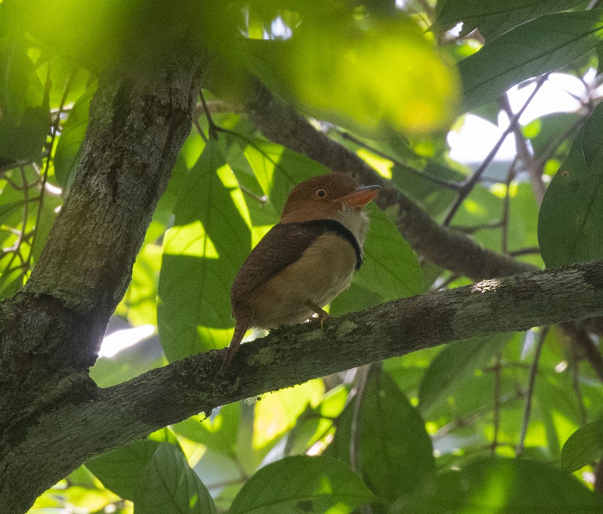 Collared Puffbird - ML609249810