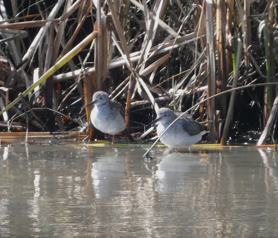 Lesser Yellowlegs - ML609250021