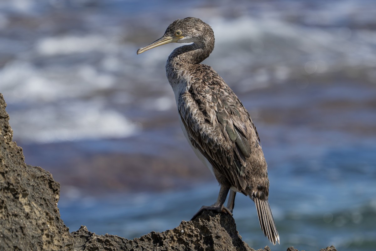 European Shag - John  Bursnall