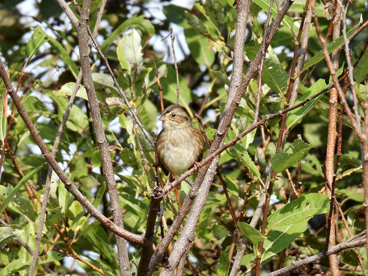 Swamp Sparrow - ML609250237