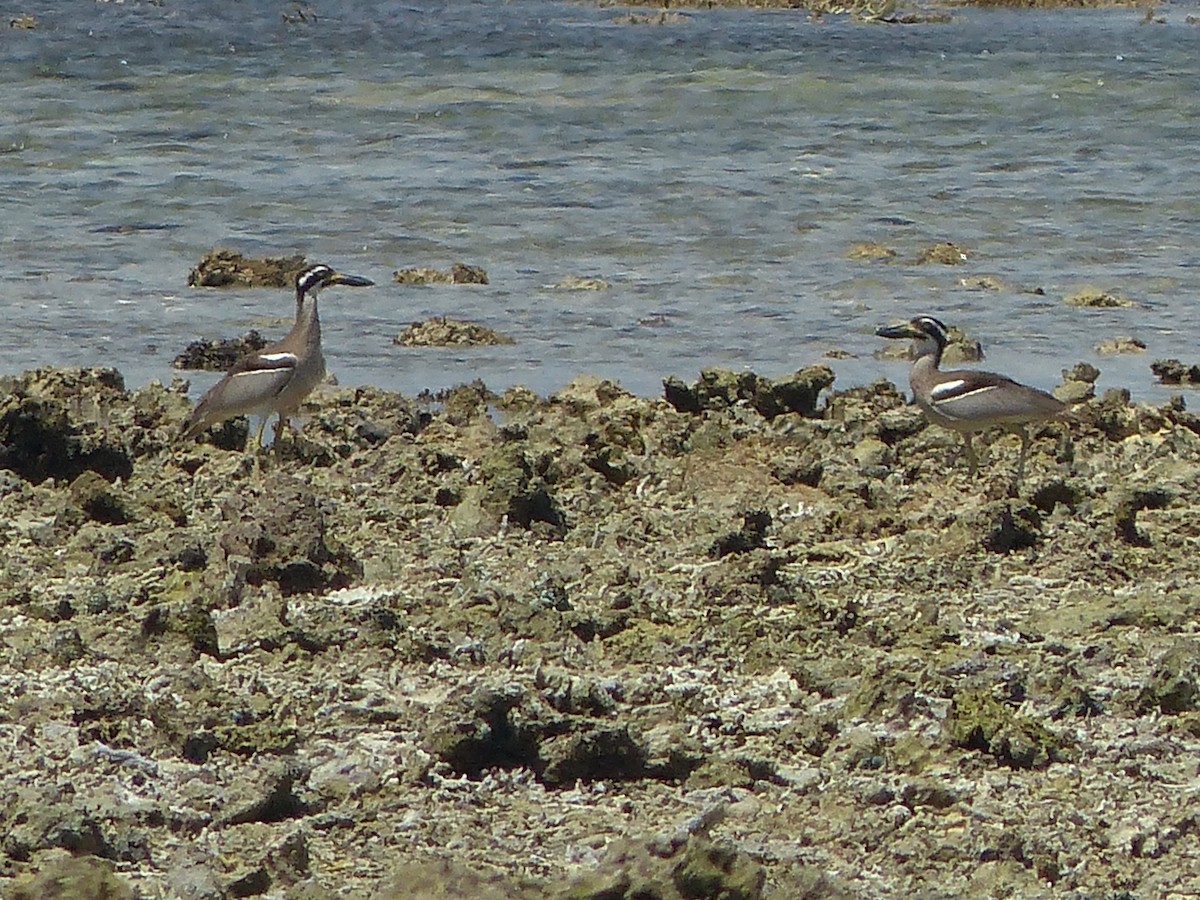 Beach Thick-knee - ML609250249