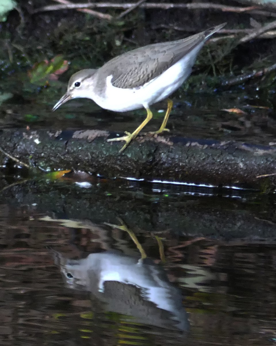 Spotted Sandpiper - ML609250331