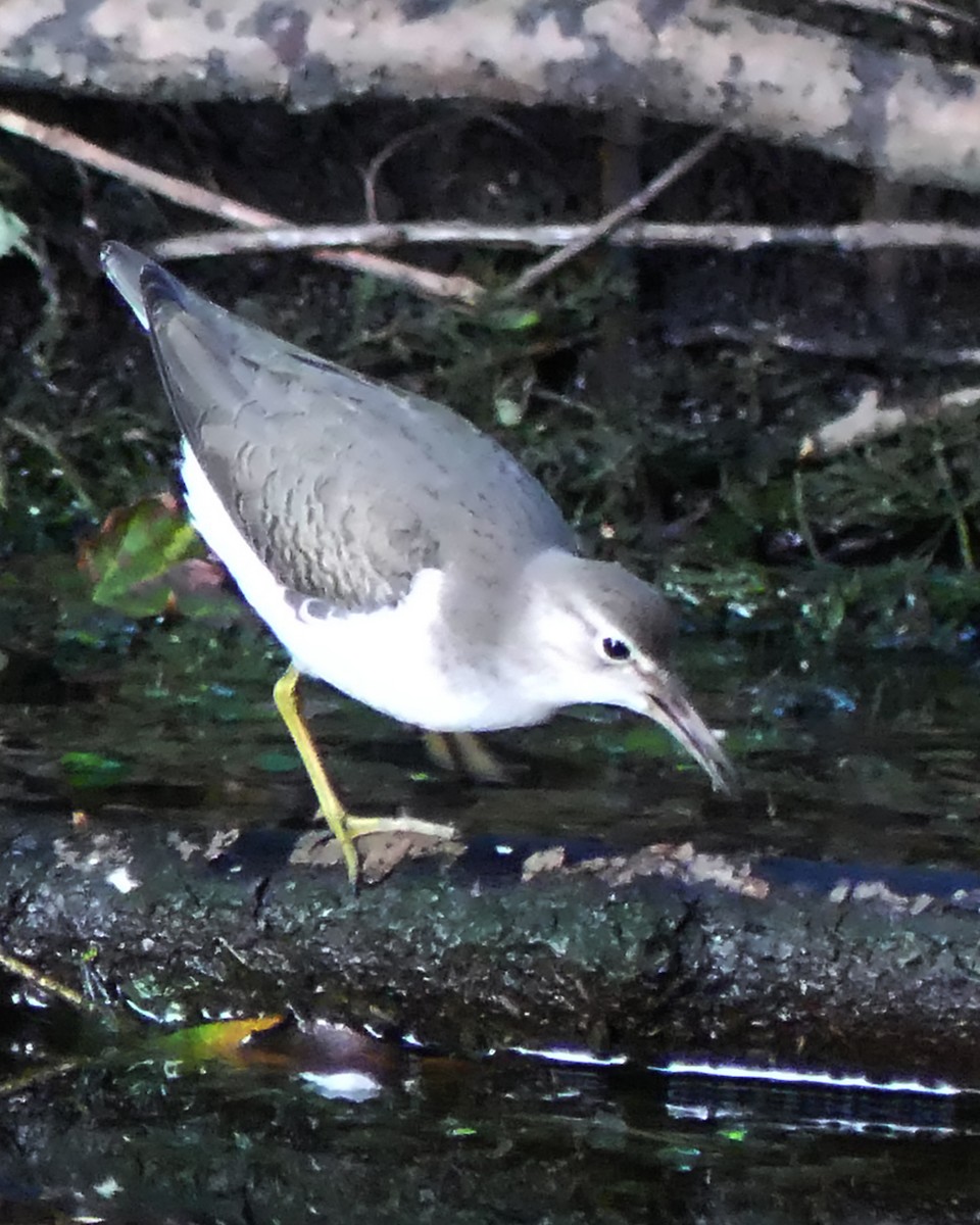 Spotted Sandpiper - ML609250332