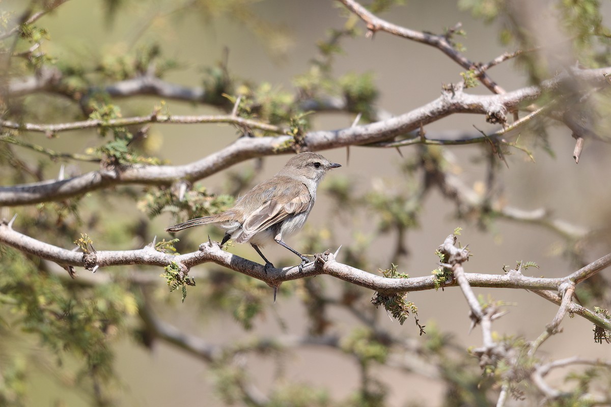 Tumbes Tyrannulet - ML609250362