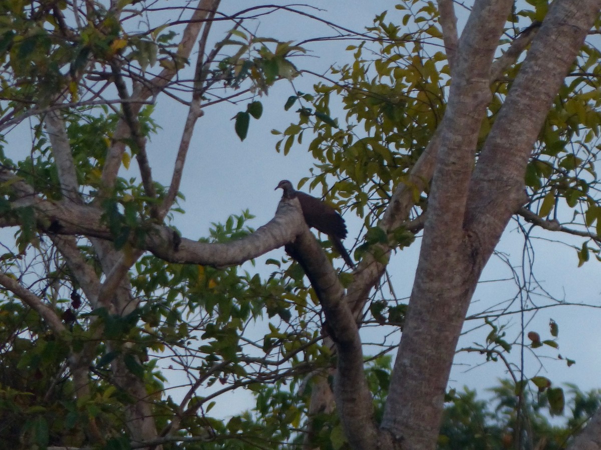 Tanimbar Cuckoo-Dove - ML609250373