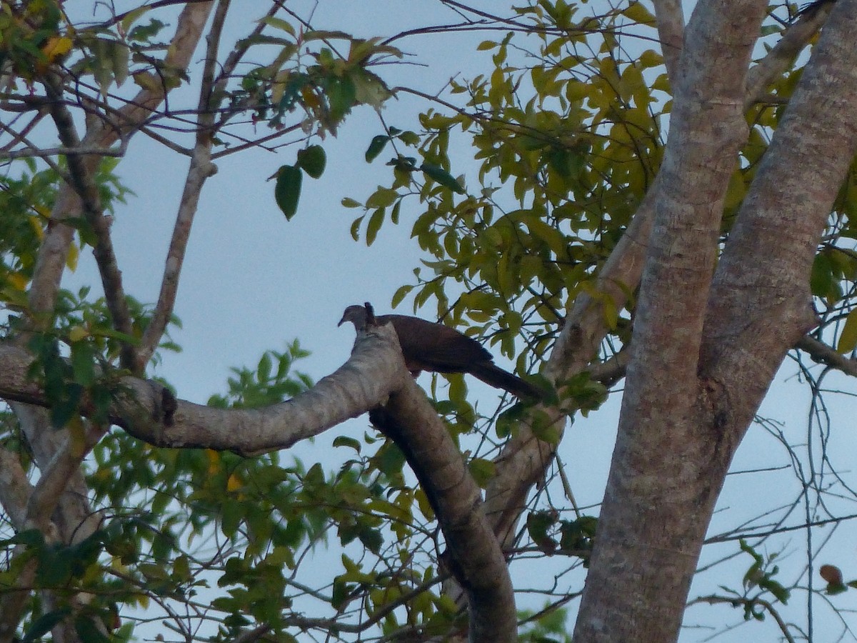 Tanimbar Cuckoo-Dove - ML609250379