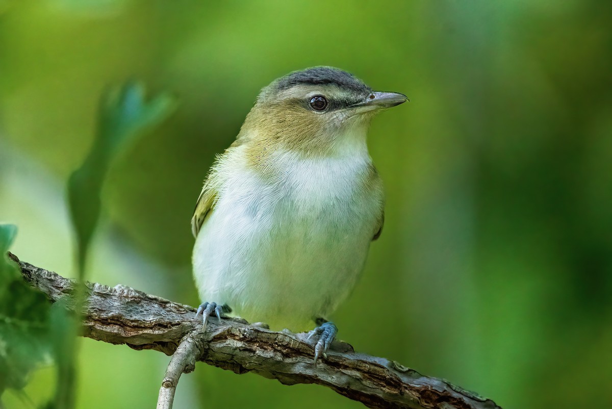 Red-eyed Vireo - ML609250391