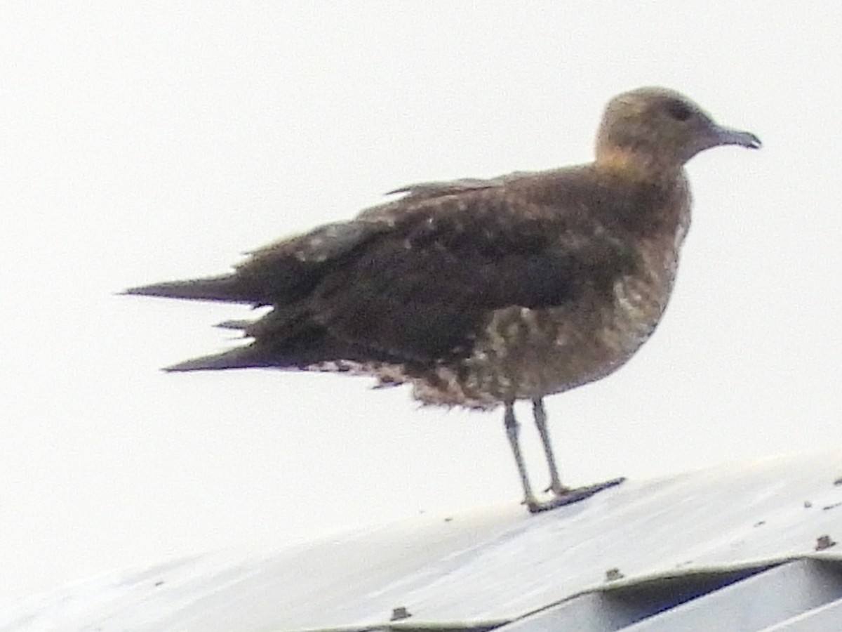 Parasitic Jaeger - ML609250405