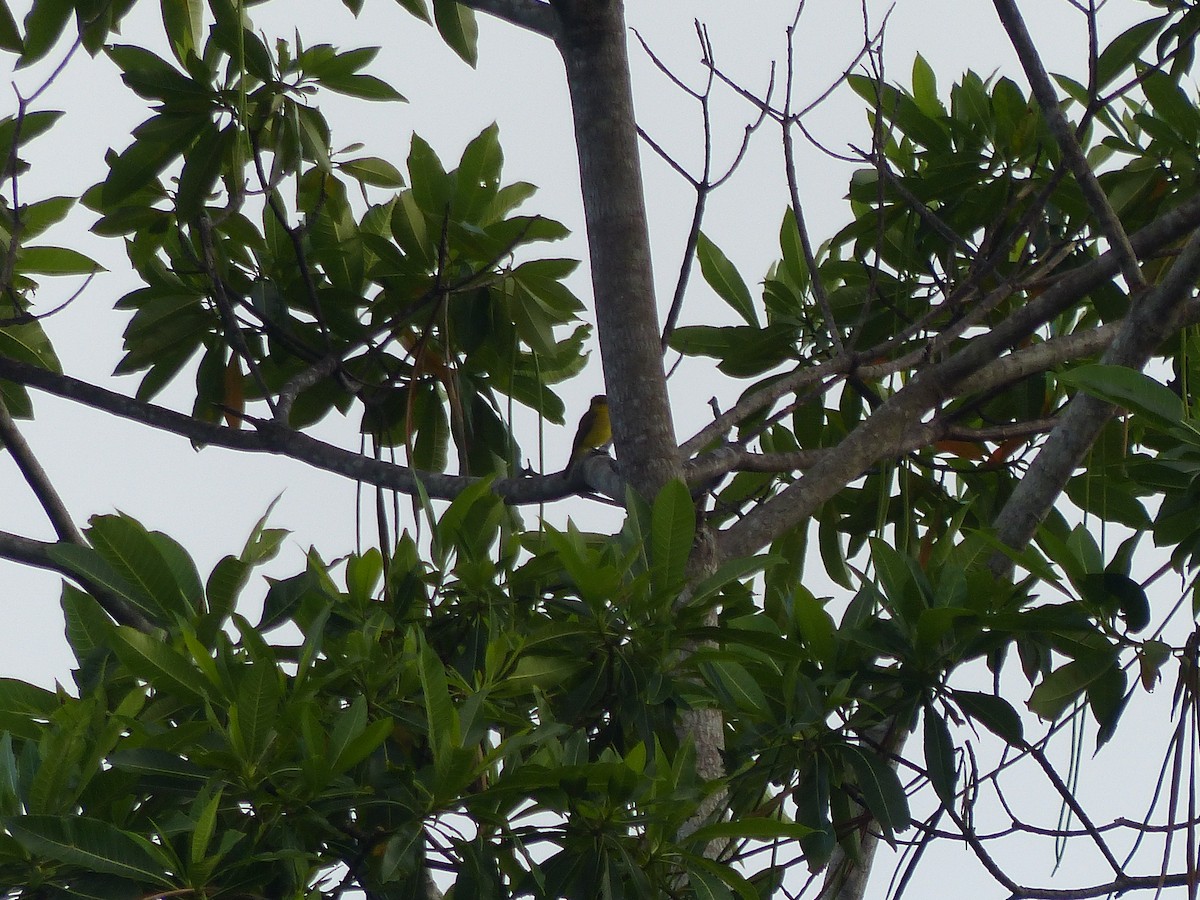 Golden-bellied Flyrobin - ML609250430