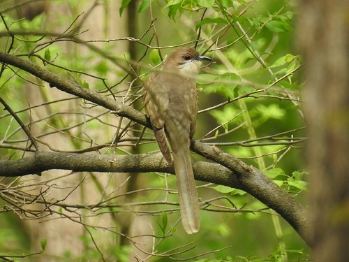 Black-billed Cuckoo - ML609250473