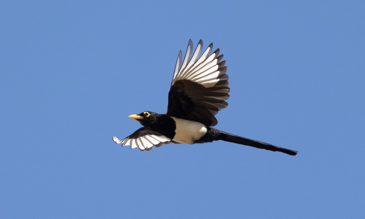 Yellow-billed Magpie - ML609250474