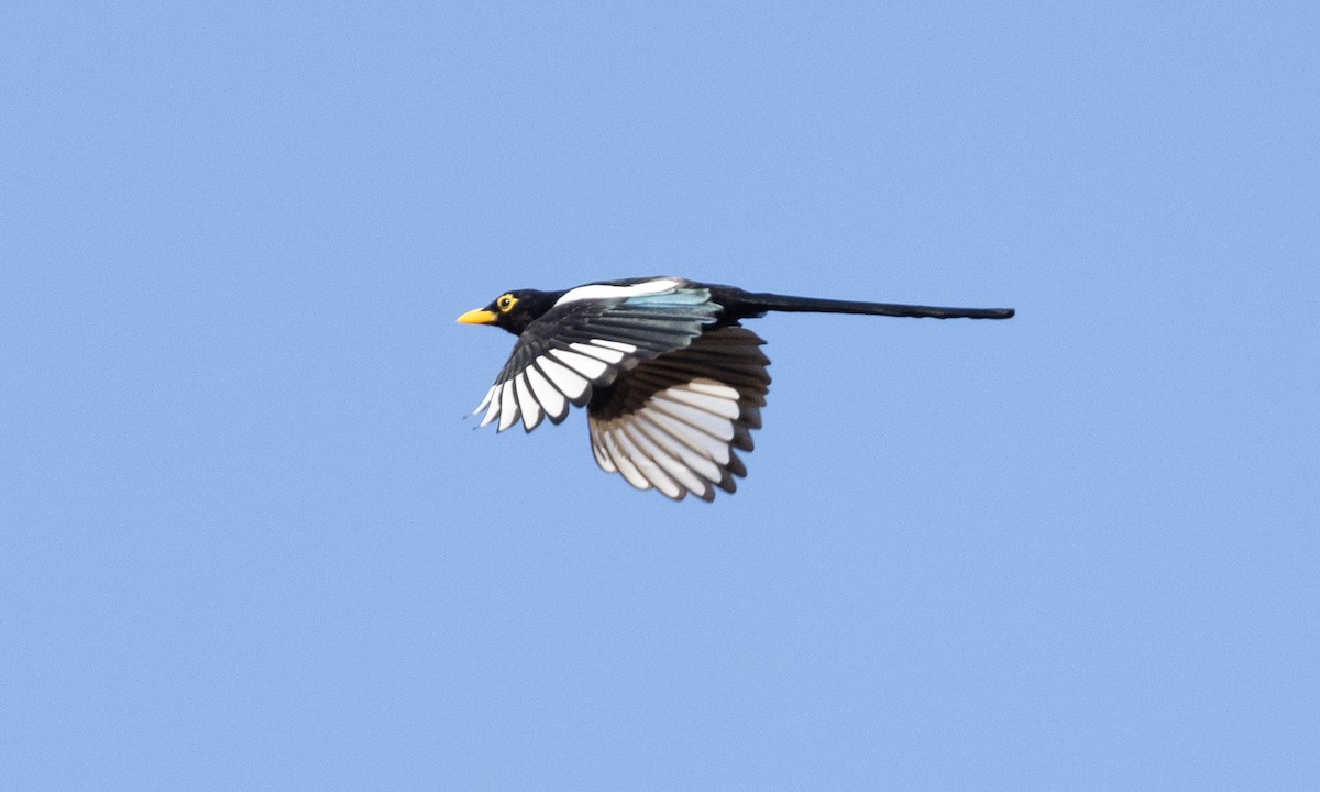 Yellow-billed Magpie - ML609250489